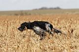 SETTER ANGLAIS 126